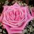 Rose Levy's profile image