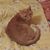 Kristie Faucon-Welch's profile image