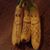 Sharon Chapple's profile image