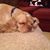 Joanie Sanford Christopher's profile image