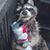 Lisa Mitchell Campbell's profile image