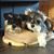 Dawn L Morrell's profile image