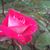 Judi Simpson's profile image