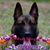 Diane De Luca Fernandez's profile image