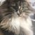 Deb Kauzlarich's profile image