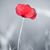 JoAnn Lindsay's profile image
