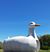 Joanne Caccipuoti's profile image