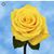 Corene Smith's profile image
