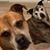 Jodi Topping's profile image
