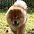 Cindy Sokop Greene's profile image
