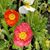 Sue Boville Banghart's profile image