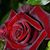 Veronicatma Taboada's profile image