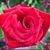Adward Laxmi's profile image