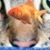 Becky Hightower Chambers's profile image