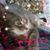 Carol Hanratty's profile image