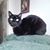 Nicholas Schwarz's profile image