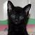 Donna Gilreath's profile image