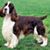 Rudy Springer's profile image