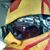 Raz Robert's profile image