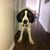 Shane Marshall's profile image