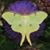 Amelia Graham's profile image