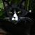 Sam N Dawn Villagrana's profile image
