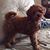 Bell Wags's profile image