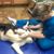 Cambridge VetCare Animal Clinic's profile image