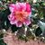 Janet Reynolds Motley's profile image