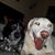 Lindsay Malenck Callow's profile image