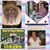 Gina Lopez Morelli's profile image