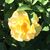 Laura Schuman's profile image