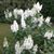 Hanne Lis Thomsen's profile image