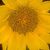 Rena Miller's profile image
