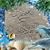 Lisa Pica DeAngelis's profile image