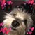 Renee Harcus Clifton's profile image