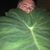 Shane Willis's profile image