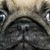 Pam Anderson's profile image