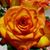 Jennifer Eardley Cadlaon's profile image