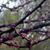 Miette Phillips Legrand's profile image