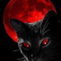 Shanon Reese's profile image