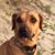 Rosemary Pollard's profile image
