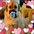 JoAnna Hostutler's profile image