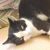 Sue Chase's profile image