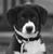 Diane D'Antonio's profile image