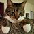 Max Furnando Cat's profile image