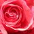 Rose Paetzke's profile image