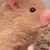 Bridget Kious's profile image