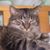 Esther Knapicius's profile image