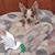 Flora Birkelund's profile image